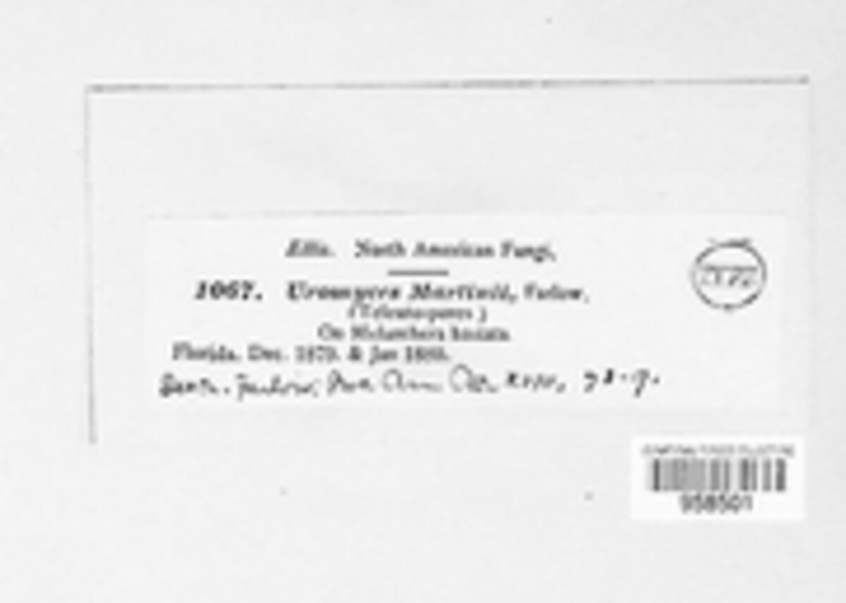 Uromyces martinii image